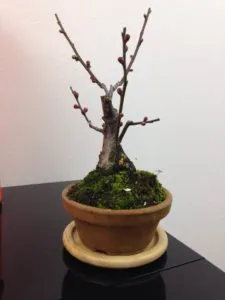咲かせられるのか（笑）
